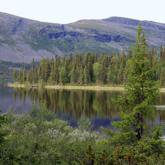 Green landscape in northern Sweden.